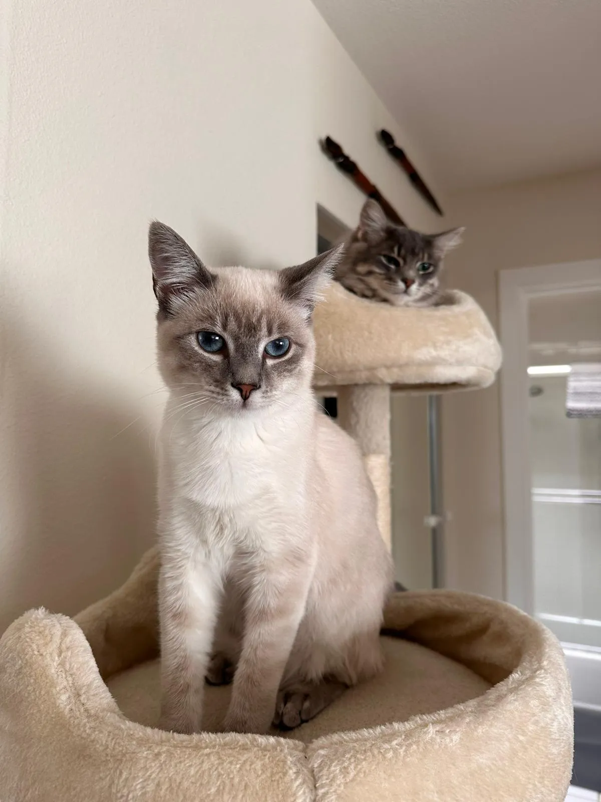 cats
