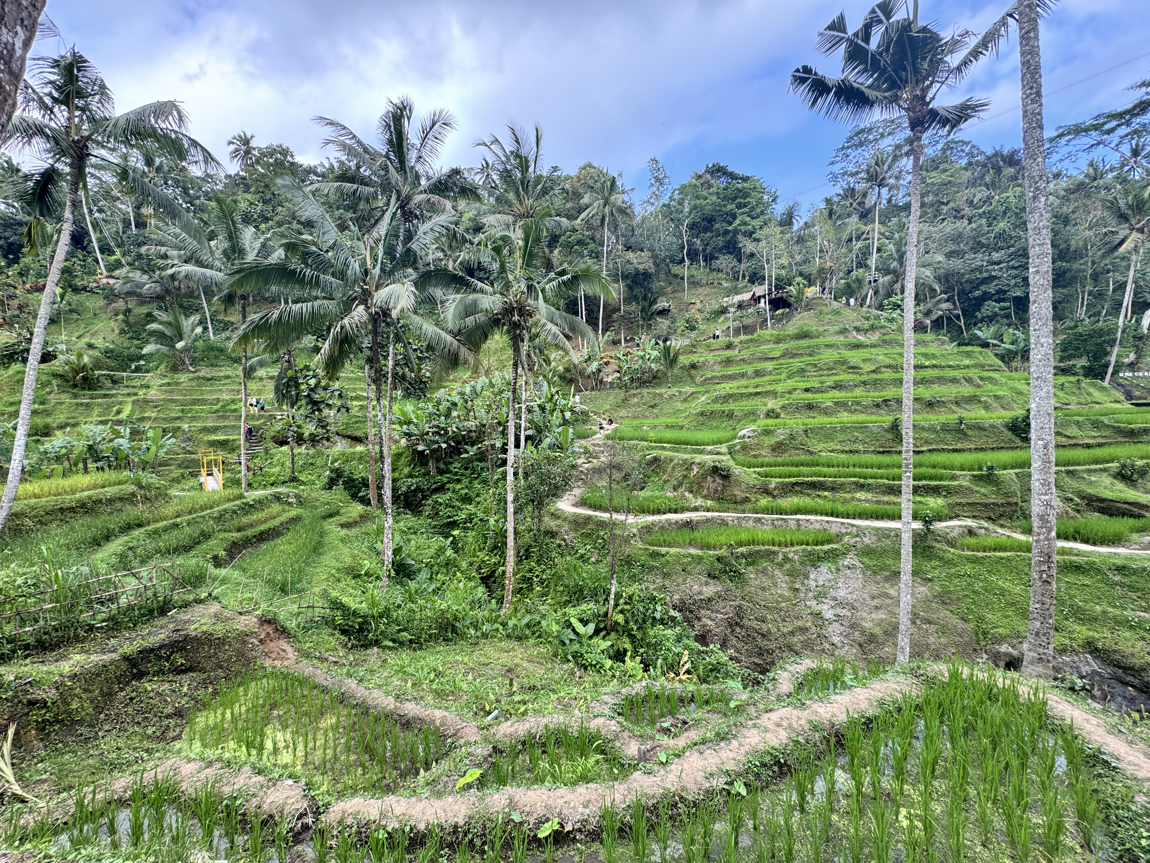 Rice Fields